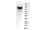 ASAP1 Polyclonal Antibody