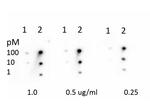 Methyl-Retinoblastoma (Lys860) Antibody in Dot Blot (DB)