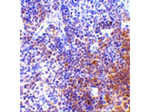 IRF7 Antibody in Immunohistochemistry (Paraffin) (IHC (P))