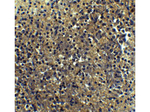 IRF7 Antibody in Immunohistochemistry (Paraffin) (IHC (P))