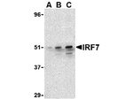 IRF7 Antibody in Western Blot (WB)