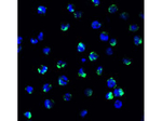 NALP3 Antibody in Immunocytochemistry (ICC/IF)