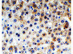 NALP3 Antibody in Immunohistochemistry (Paraffin) (IHC (P))