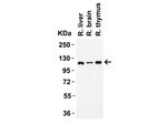 NALP3 Antibody in Western Blot (WB)