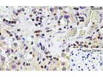 NANOG Antibody in Immunohistochemistry (Paraffin) (IHC (P))