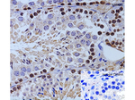 NANOG Antibody in Immunohistochemistry (Paraffin) (IHC (P))