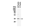 NANOG Antibody in Western Blot (WB)
