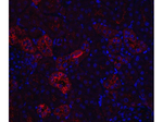 Nephrin Polyclonal Antibody
