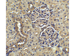 Nephrin Antibody in Immunohistochemistry (Paraffin) (IHC (P))