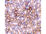 Nephrin Antibody in Immunohistochemistry (Paraffin) (IHC (P))