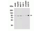 Nephrin Antibody in Western Blot (WB)