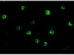 NOD2 Antibody in Immunocytochemistry (ICC/IF)