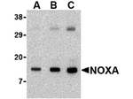 Noxa Antibody in Western Blot (WB)