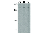 ORAI2 Antibody in Western Blot (WB)