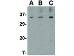 ORAI3 Antibody in Western Blot (WB)