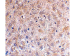 p53DINP1 Antibody in Immunohistochemistry (Paraffin) (IHC (P))