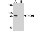 PION Antibody in Western Blot (WB)