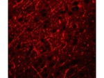 PRDM16 Antibody in Immunocytochemistry (ICC/IF)
