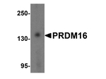 PRDM16 Antibody in Western Blot (WB)