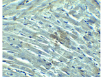 RIG-1 Antibody in Immunohistochemistry (Paraffin) (IHC (P))