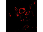 Slug Polyclonal Antibody