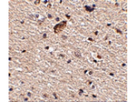 Spred1 Antibody in Immunohistochemistry (Paraffin) (IHC (P))