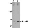 Spred1 Antibody in Western Blot (WB)
