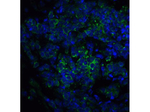 ST2 Antibody in Immunocytochemistry (ICC/IF)