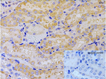 ST2 Antibody in Immunohistochemistry (Paraffin) (IHC (P))