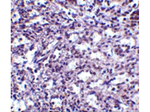 STIM2 Antibody in Immunohistochemistry (Paraffin) (IHC (P))