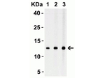 Strep-tag II Polyclonal Antibody