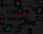 TACE Antibody in Immunocytochemistry (ICC/IF)