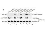 TACE Antibody in Western Blot (WB)