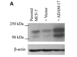 TACE Antibody in Western Blot (WB)