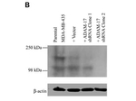 TACE Antibody in Western Blot (WB)