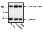 TACE Antibody in Western Blot (WB)