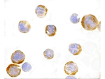 TLR3 Antibody in Immunocytochemistry (ICC/IF)