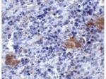 TLR3 Antibody in Immunohistochemistry (Paraffin) (IHC (P))