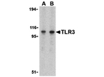 TLR3 Antibody in Western Blot (WB)