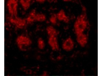 TRIM5 alpha Polyclonal Antibody