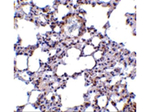 TRPC6 Antibody in Immunohistochemistry (Paraffin) (IHC (P))