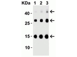 TSLP Antibody in Western Blot (WB)