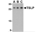 TSLP Antibody in Western Blot (WB)