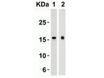 TSLP Antibody in Western Blot (WB)