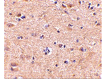 VGF Antibody in Immunohistochemistry (Paraffin) (IHC (P))