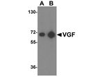 VGF Antibody in Western Blot (WB)