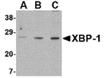 XBP-1 Antibody in Western Blot (WB)