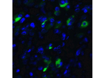 XBP-1 Antibody in Immunocytochemistry (ICC/IF)