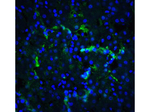 XBP-1 Antibody in Immunocytochemistry (ICC/IF)