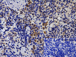 XBP-1 Antibody in Immunohistochemistry (Paraffin) (IHC (P))